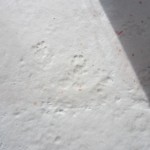 Pawprints